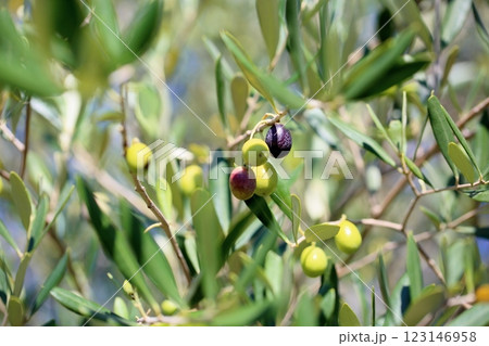 爽やか　色づく　オリーブの実 123146958