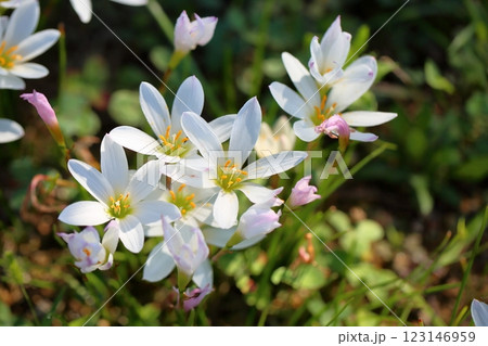 爽やか　タマスダレの花 123146959