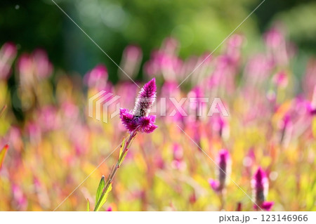 可愛い ノゲイトウの花 可愛い ノゲイトウの花 123146966