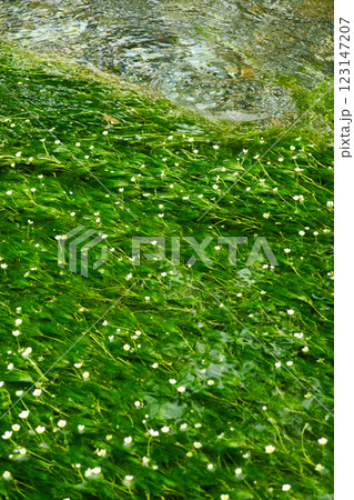 滋賀・中山道醒井宿 居醒の清水・梅花藻 滋賀・中山道醒井宿 居醒の清水・梅花藻 123147207