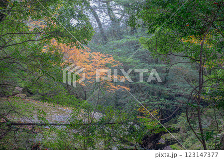 屋久島白谷雲水峡 霧に映える紅葉(初冬) 屋久島白谷雲水峡 霧に映える紅葉(初冬) 123147377