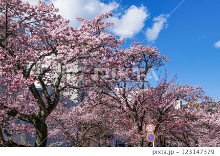 静岡県熱海市　あたみ桜　糸川遊歩道　2月上旬 123147379