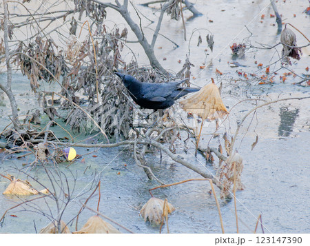 カラス科ハシボソガラス 蓮池で遊ぶ個体 カラス科ハシボソガラス 蓮池で遊ぶ個体 123147390