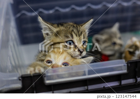 Homeless kittens rescued from the streets huddle together in a plastic box at a veterinary clinic, eagerly awaiting adoption and the chance to find a loving home. Caring for homeless kittens. 123147544
