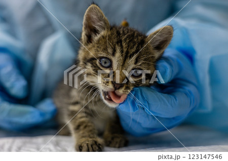 A veterinarian in blue gloves holds and examines a small homeless kitten with blue eyes. The veterinarian provides the necessary medical care and shows compassion to the homeless animal. A veterinarian in blue gloves holds and examines a small homeless kitten with blue eyes. The veterinarian provides the necessary medical care and shows compassion to the homeless animal. 123147546
