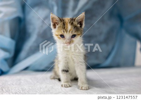 A cute stray kitten gets checked at a veterinary clinic. The little kitten sits on the examination table as a vet in a lab coat examines him, emphasizing the importance of caring for animals. A cute stray kitten gets checked at a veterinary clinic. The little kitten sits on the examination table as a vet in a lab coat examines him, emphasizing the importance of caring for animals. 123147557
