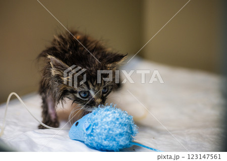 Wet, sick kitten recovering at the veterinary hospital, playing with a blue toy mouse while receiving care and treatment through an intravenous catheter, showcasing resilience and hope. Wet, sick kitten recovering at the veterinary hospital, playing with a blue toy mouse while receiving care and treatment through an intravenous catheter, showcasing resilience and hope. 123147561