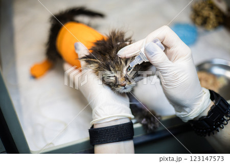 Veterinarian wearing gloves carefully applies eye drops to a small, injured kitten wrapped in an orange bandage inside a veterinary clinic, providing essential medical care. Veterinarian wearing gloves carefully applies eye drops to a small, injured kitten wrapped in an orange bandage inside a veterinary clinic, providing essential medical care. 123147573