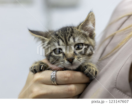 Veterinarian gently cradling a small, homeless kitten in her hands, offering care and comfort within a veterinary clinic, embodying compassion and love for animals in need. Veterinarian gently cradling a small, homeless kitten in her hands, offering care and comfort within a veterinary clinic, embodying compassion and love for animals in need. 123147607