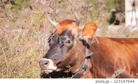 Brown cow in summer on grass in dry weather on a sunny day Brown cow in summer on grass in dry weather on a sunny day 123147644