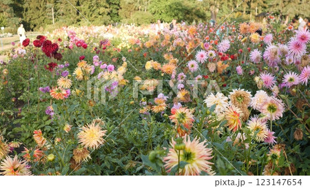 A vibrant and colorful display of blooming flowers is flourishing in a lush garden teeming with life and nature 123147654