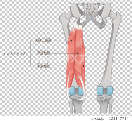 腿筋插圖 123147714