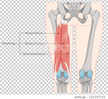 Hamstrings illustration Hamstrings illustration 123147715