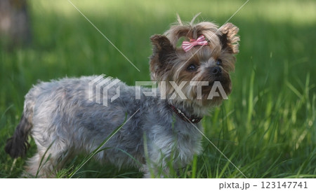 An adorable and cheerful Yorkshire Terrier dog wearing a lovely bow, basking in the sun on a lush green field 123147741
