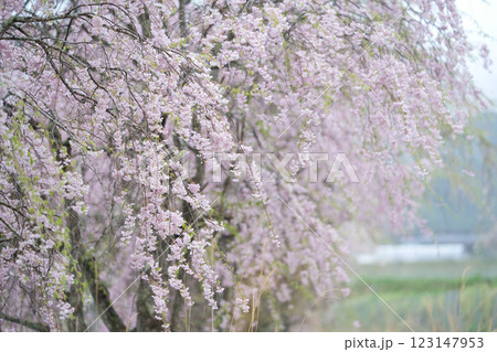 休日に公園で花見 満開で綺麗なしだれ桜③ 休日に公園で花見 満開で綺麗なしだれ桜③ 123147953