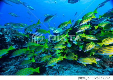 ノコギリダイの群れ　小笠原　東京都 123147992