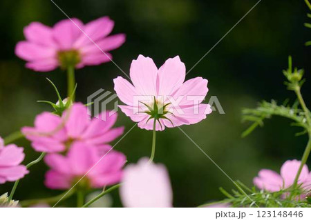秋の日差しを受けて輝くコスモスの花 秋の日差しを受けて輝くコスモスの花 123148446