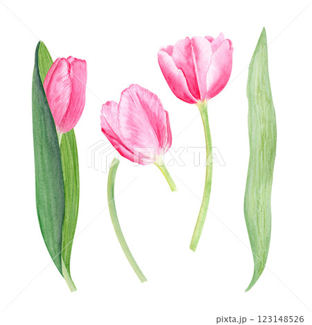 Tulips leafs, flower and stem watercolor illustration set isolated on white. Hand painted pink flowers. High quality clip art perfect for mother's day, women's day cards, posters, perfume, packaging Tulips leafs, flower and stem watercolor illustration set isolated on white. Hand painted pink flowers. High quality clip art perfect for mother's day, women's day cards, posters, perfume, packaging 123148526