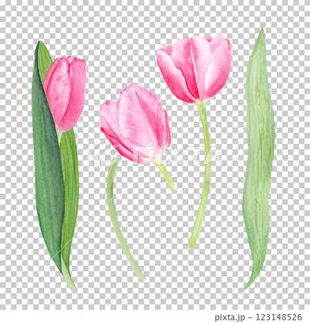 Tulips leafs, flower and stem watercolor illustration set isolated on white. Hand painted pink flowers. High quality clip art perfect for mother's day, women's day cards, posters, perfume, packaging Tulips leafs, flower and stem watercolor illustration set isolated on white. Hand painted pink flowers. High quality clip art perfect for mother's day, women's day cards, posters, perfume, packaging 123148526
