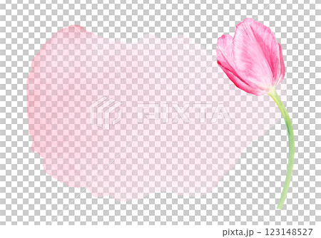 Tulip watercolor horizontal card isolated on white. Hand painted delicate pink spring flower, eco design. High quality clip art perfect for mother's day, women's day cards, albums, banners, decor 123148527