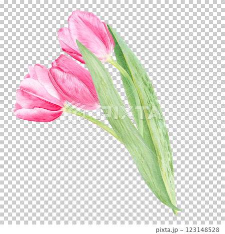 A bouquet of three tulips, watercolor composition isolated on white. Hand painted pink flowers. High quality clip art perfect for mother's day, women's day cards, posters, perfume, packaging, decor A bouquet of three tulips, watercolor composition isolated on white. Hand painted pink flowers. High quality clip art perfect for mother's day, women's day cards, posters, perfume, packaging, decor 123148528