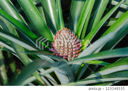Pineapple grow on tree in garden 123148535