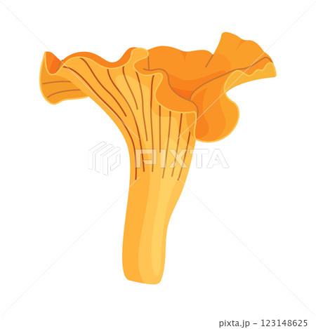Fresh chanterelle mushroom Hand drawn flat style isolated Edible mushroom Fresh chanterelle mushroom Hand drawn flat style isolated Edible mushroom 123148625