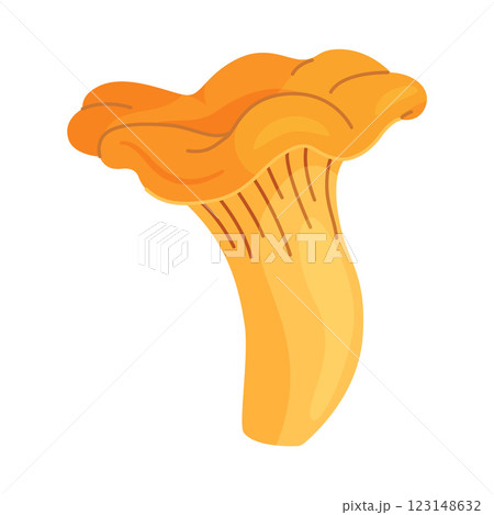 Fresh chanterelle mushroom Hand drawn flat style isolated Edible mushroom Fresh chanterelle mushroom Hand drawn flat style isolated Edible mushroom 123148632