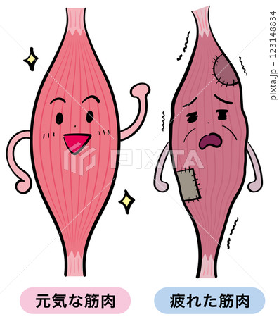 元気な筋肉と疲れた筋肉 元気な筋肉と疲れた筋肉 123148834