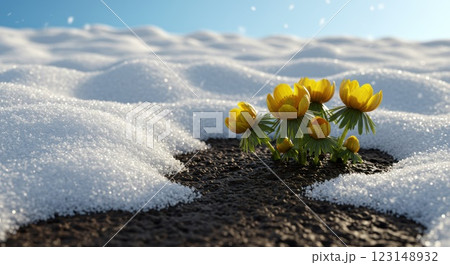 春の雪解けとフクジュソウの花 123148932