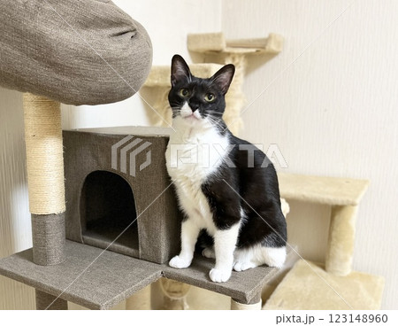 2台のキャットタワーと白黒猫 2台のキャットタワーと白黒猫 123148960