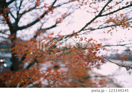 楓 カエデ メープル 123149145