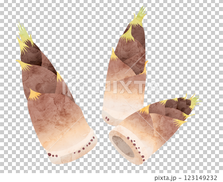 Bamboo shoot watercolor vector illustration 123149232