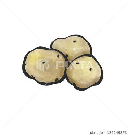 じゃがいもの手描き筆絵風イラスト 123149278