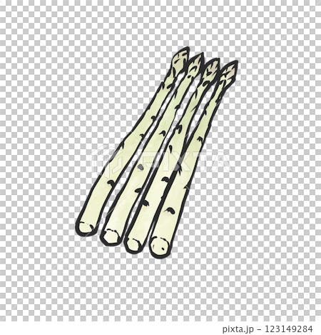 White asparagus hand-drawn illustration 123149284
