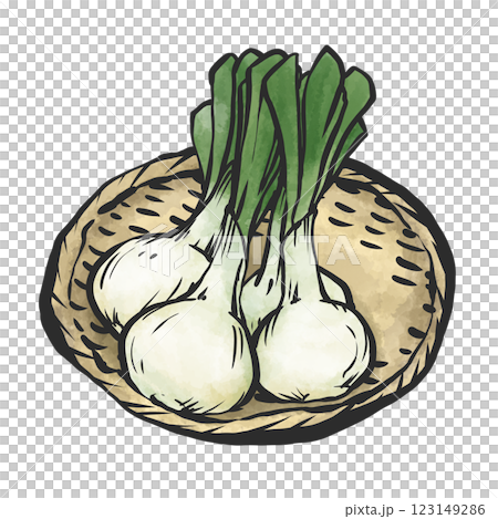 Hand-drawn illustration of new onions Hand-drawn illustration of new onions 123149286