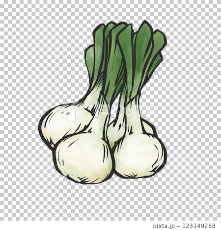 新洋蔥的手繪插圖 新洋蔥的手繪插圖 123149288