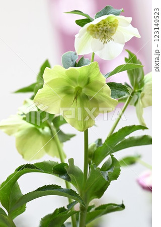 クリスマスローズの花・ヘレボレス・ニゲル　季節の花の背景素材 123149523