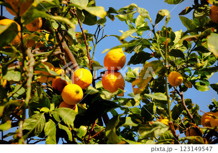 Fresh Lenon on a Lush Green Tree Vibrant Nature Photography Fresh Lenon on a Lush Green Tree Vibrant Nature Photography 123149547