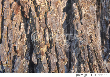 Rough Tree Bark Texture with Natural Cracks and Depth macro photogrphy textures background Rough Tree Bark Texture with Natural Cracks and Depth macro photogrphy textures background 123149567