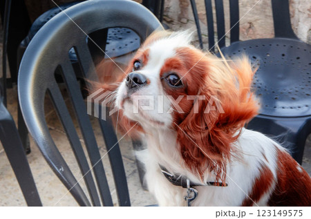 Cute Cavalier King Charles Spaniel Posed on Chair Dog Photography Ideas Cute Cavalier King Charles Spaniel Posed on Chair Dog Photography Ideas 123149575