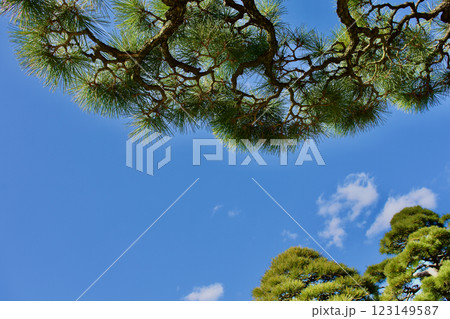 青空と松の緑の背景素材 123149587