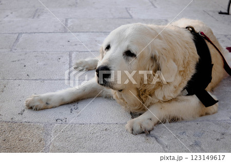 Calm Golden Retriever Resting on Stone Pavement Gentle Dog Photography Calm Golden Retriever Resting on Stone Pavement Gentle Dog Photography 123149617
