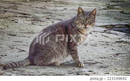 Majestic Grey Cat with Green Eyes Sitting on the Street 123149692