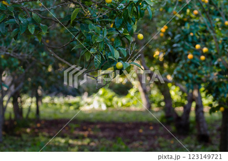 Orange ,Mandarin Orchard Bliss A Well Groomed Citrus Retreat grove ,garden Orange ,Mandarin Orchard Bliss A Well Groomed Citrus Retreat grove ,garden 123149721