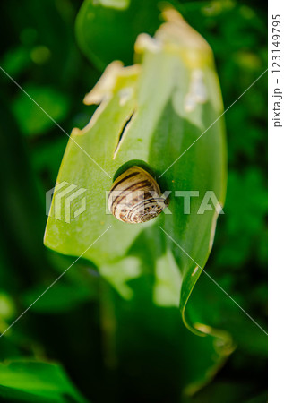 Snail on Leaf with Natural Shadows Wildlife Macro Photography Snail on Leaf with Natural Shadows Wildlife Macro Photography 123149795