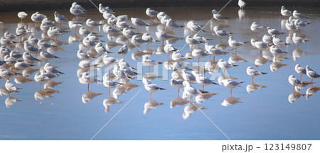 A Flock of Seagulls Resting on Calm Reflective Waters Sunday A Flock of Seagulls Resting on Calm Reflective Waters Sunday 123149807