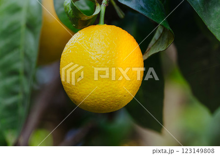 Bright Yellow Orange, Ripe to Perfection on the Tree of a Citrus Variety Bright Yellow Orange, Ripe to Perfection on the Tree of a Citrus Variety 123149808