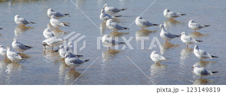 Flock of Gulls Wading in Shallow Water with Peaceful Reflections Flock of Gulls Wading in Shallow Water with Peaceful Reflections 123149819