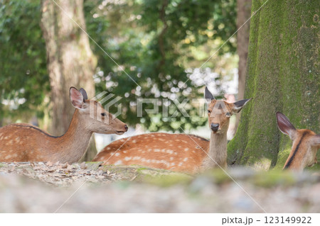 木陰で穏やかに過ごす鹿たち 123149922
